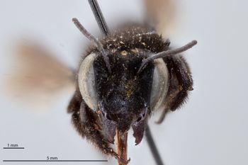 Media type: image;   Entomology 794924 Aspect: head frontal view